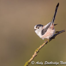 Long Tailed Tit with Tail Up