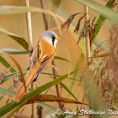 Male Bearded Reedling