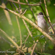 Male Blackcap Singing