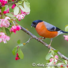 Male Bullfinch