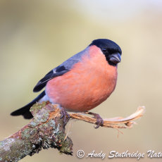 Male Bullfinch on Branch