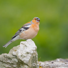 Male Chaffinch Singing