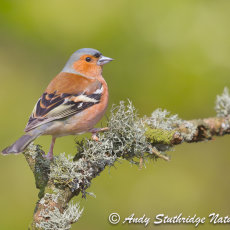Male Chaffinch on Branch