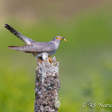 Cuckoo with Grub