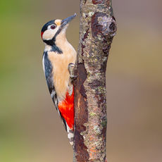 Male Great Spotted Woodpecker