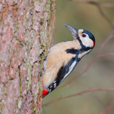Male Great Spotted Woodpecker Feeding on Side of Tree