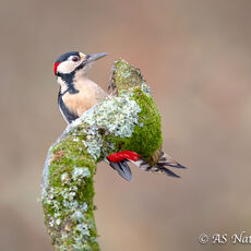 A Male Great Spotted Woodpecker Underneath a Branch