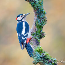 Male Great Spotted Woodpecker in an Autumn Woodland