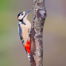 Male Great Spotted Woodpecker Climbing a Tree