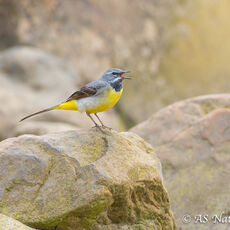 Male Grey wagtail Calling