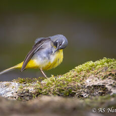 Male Grey Wagtail Preening