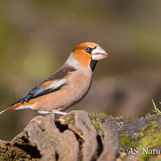 Male Hawfinch