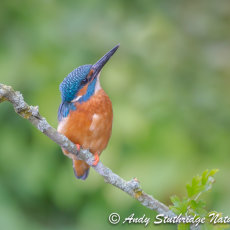 Male Kingfisher Looking Up !