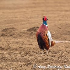 Male Pheasant Calling in Ploughed field