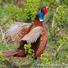 Male Pheasant Displaying