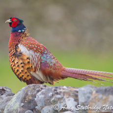Male Pheasant on Wall