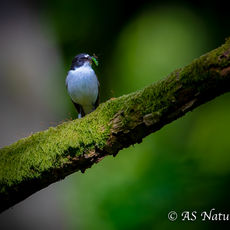 Pied Flycatcher