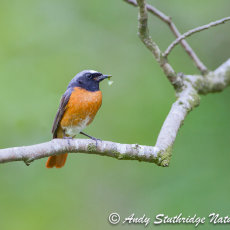 Male Redstart on Branch