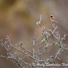 Male Redstart on Hawthorn