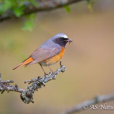 Male Redstart on Post