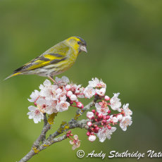 Male Siskin on Blossom