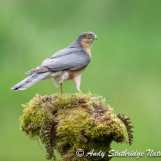 Male Sparrowhawk in the Rain