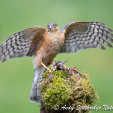 Male Sparrowhawk with Wings Spread