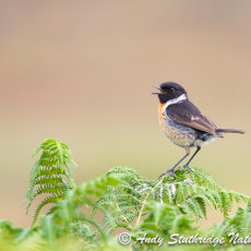 Male Stonechat Calling 2