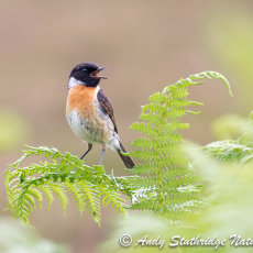 Male Stonechat Calling