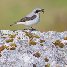 Male Wheatear with Grub
