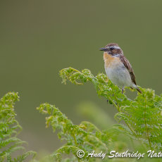 male Whinchat Calling
