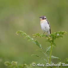 Male Whinchat on Fern