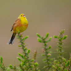Male Yellowhammer Singing