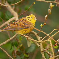 Male Yellowhammer in Hedgerow