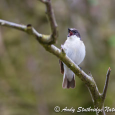 Male Pied Flycatcher Singing 2