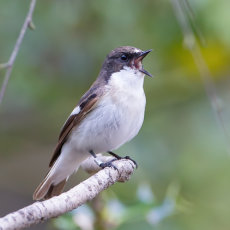 Male Pied Flycatcher Singing