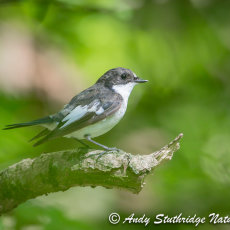 Male Pied Flycatcher in Woodland Canopy