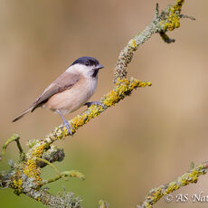 Marsh Tit on Branch