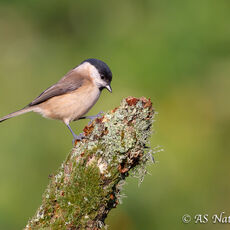 Marsh Tit Searching for Food