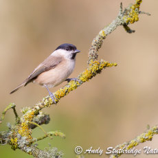 Marsh Tit
