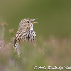Meadow Pipit Calling in Heather