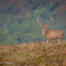 Exmoor Royalty