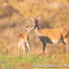 Motherly Love - Hind & Calf 2