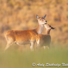 Motherly Love - Hind & Calf