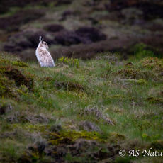 Mountain Hare in its Moorland Habitat
