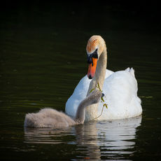 Mute Swan Feeding Cygnet