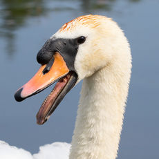 Mute Swan Hiss