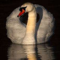 Mute Swan Portrait