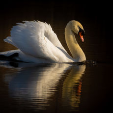 Avalon Gold,Mute swan