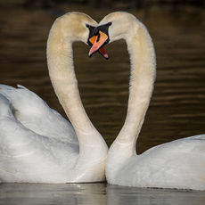 Mute Swans in Love